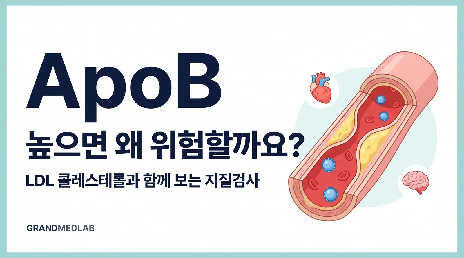 ApoB와 동맥경화성 심혈관 위험의 관계를 혈관·심장·뇌로 표현한 회사 블로그의 AI 생성 개념 그림