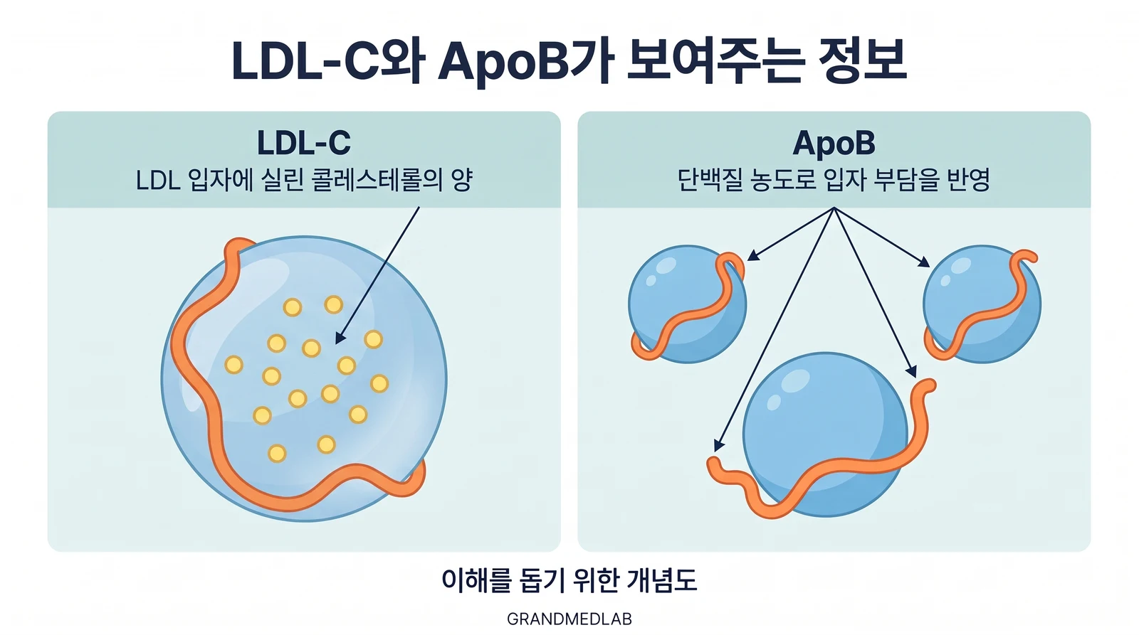 LDL-C는 콜레스테롤의 양, ApoB는 단백질 농도로 입자 부담을 반영한다는 차이를 설명하는 개념도