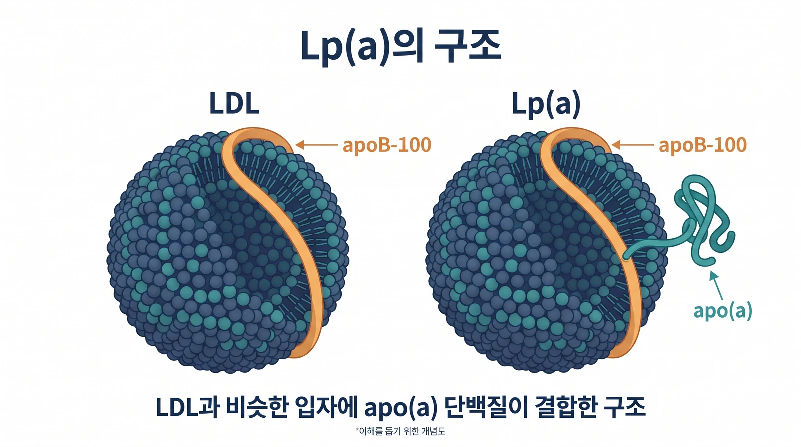 LDL과 Lp(a)의 구조 비교: Lp(a)는 apoB-100을 가진 LDL 유사 입자에 apo(a)가 결합한 구조